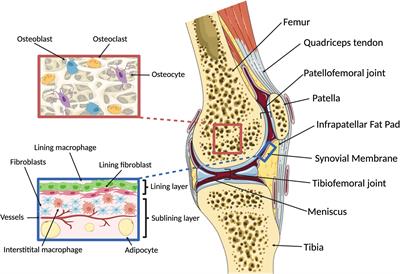 Monocytes, Macrophages, and Their Potential Niches in Synovial Joints – Therapeutic Targets in Post-Traumatic Osteoarthritis?